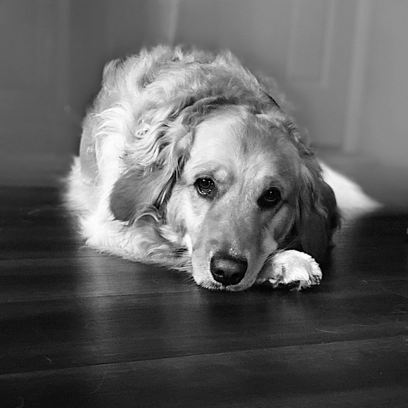 Meet your Posher, Heather - Picture 1 of 1